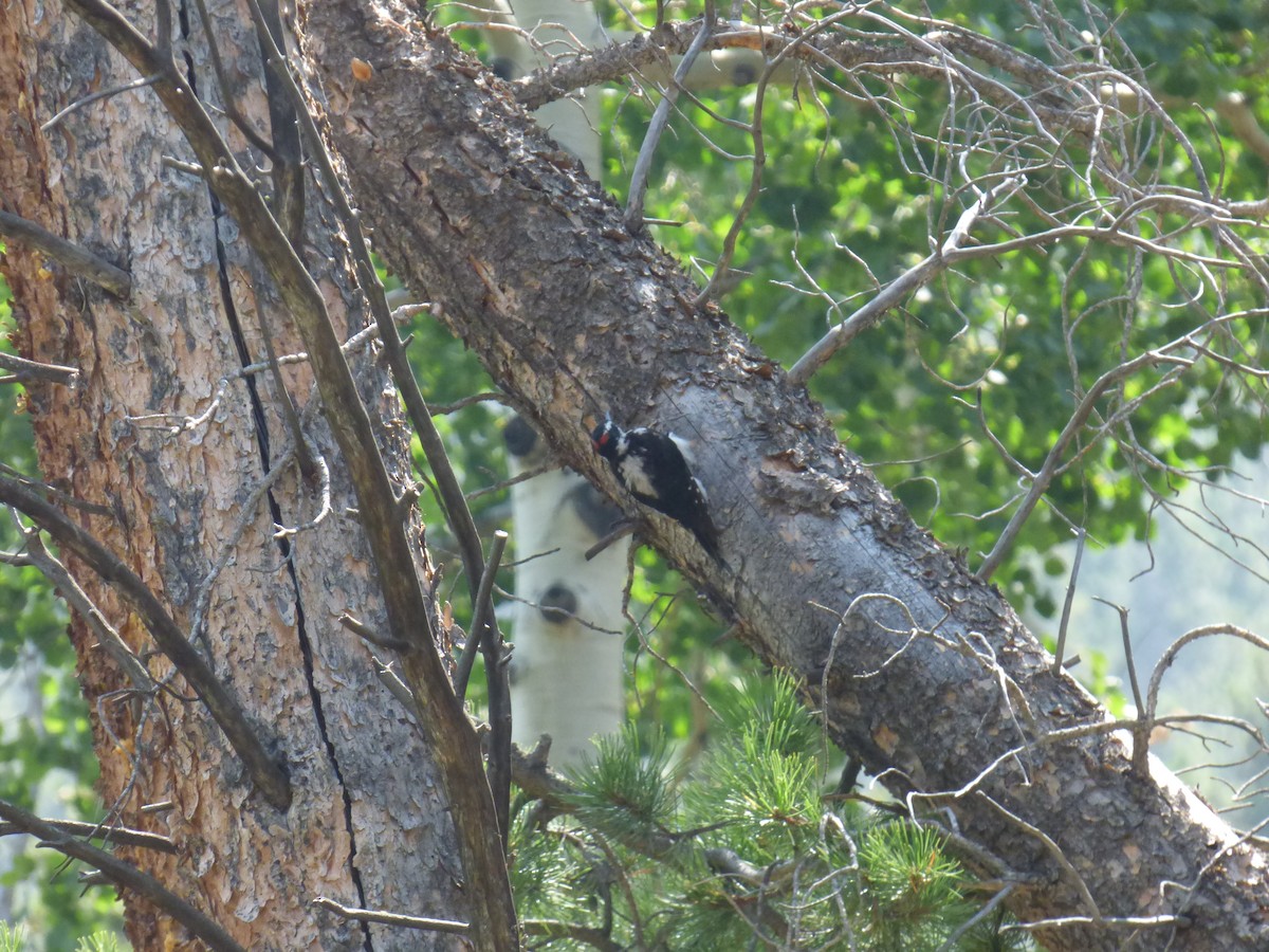 Hairy Woodpecker - ML113301111