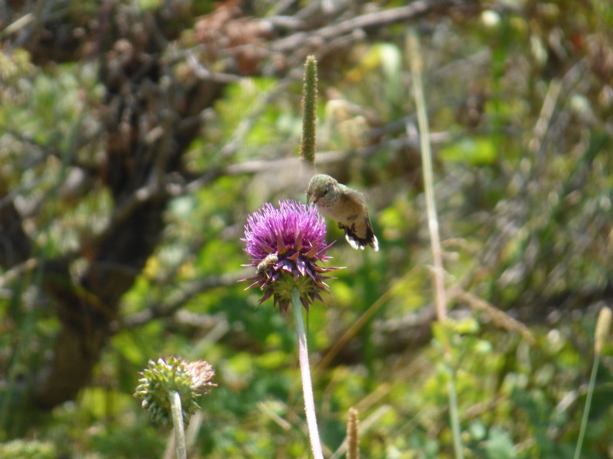 Broad-tailed Hummingbird - ML113301471