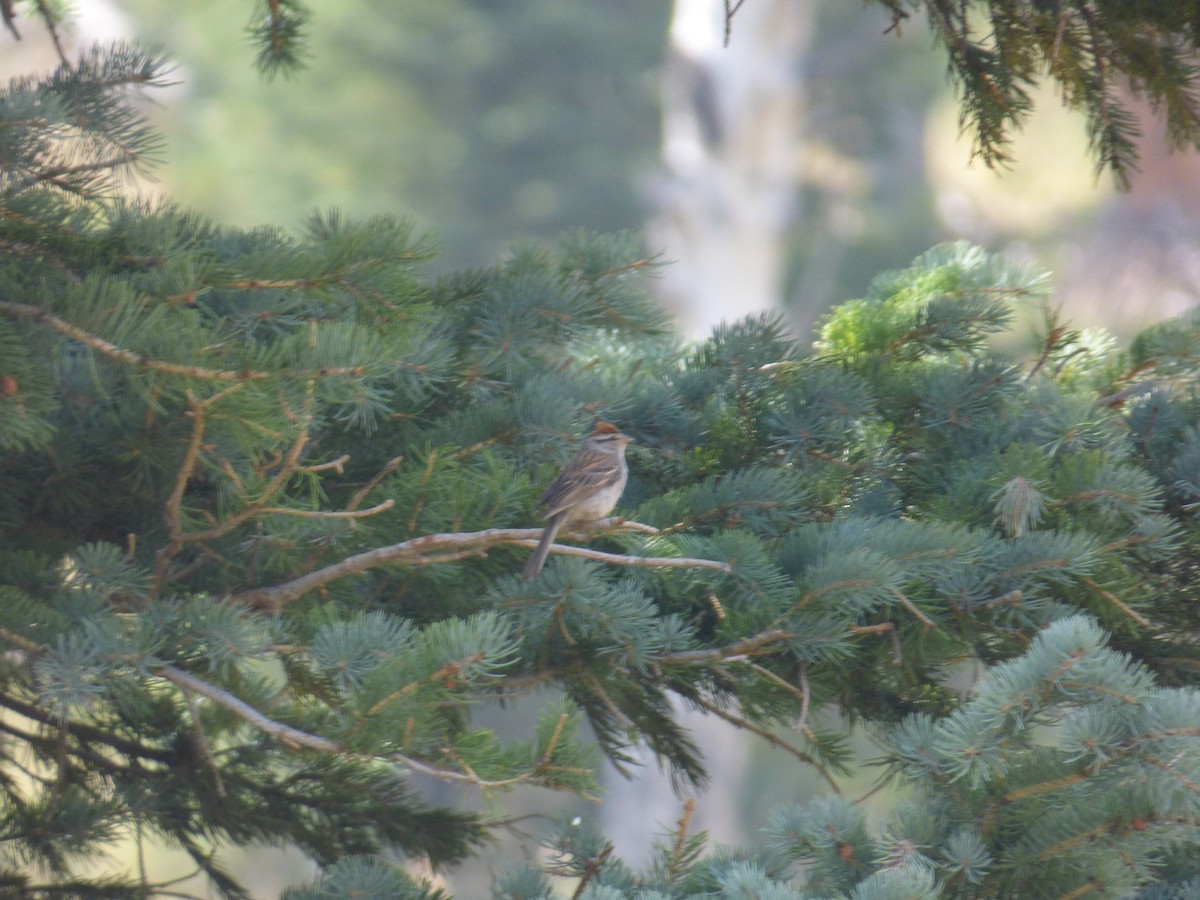 Chipping Sparrow - ML113301561