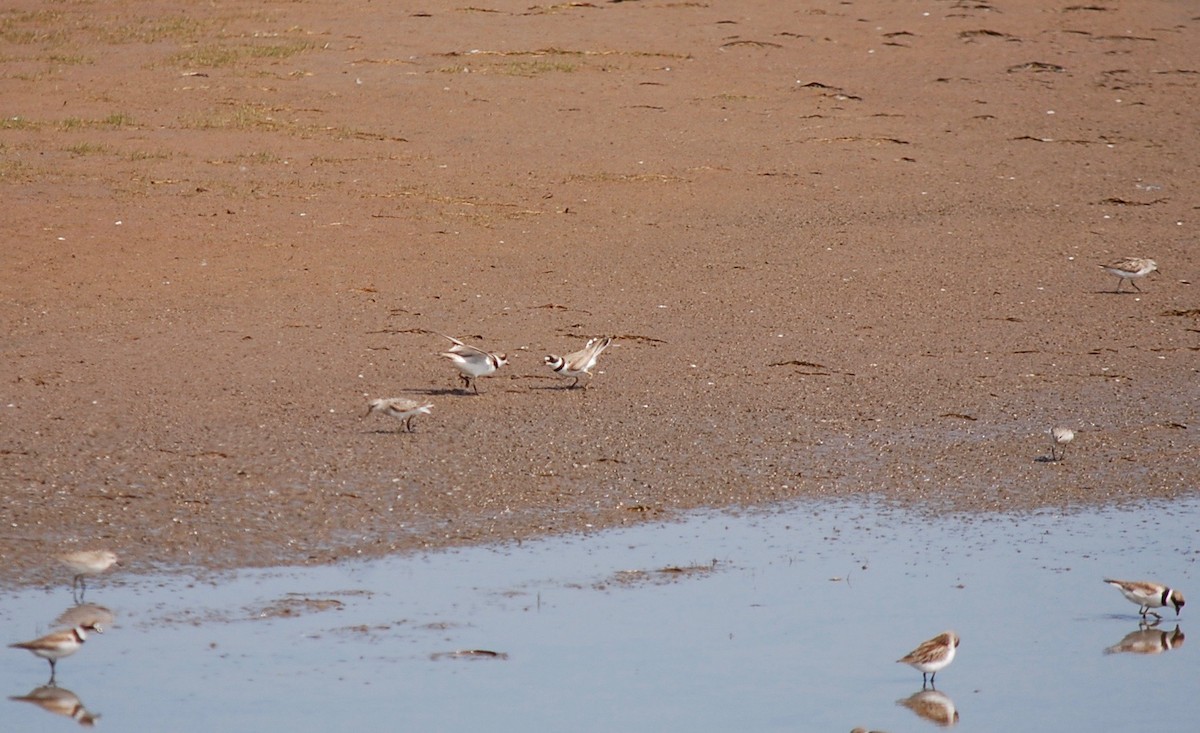 Semipalmated Plover - ML113301871