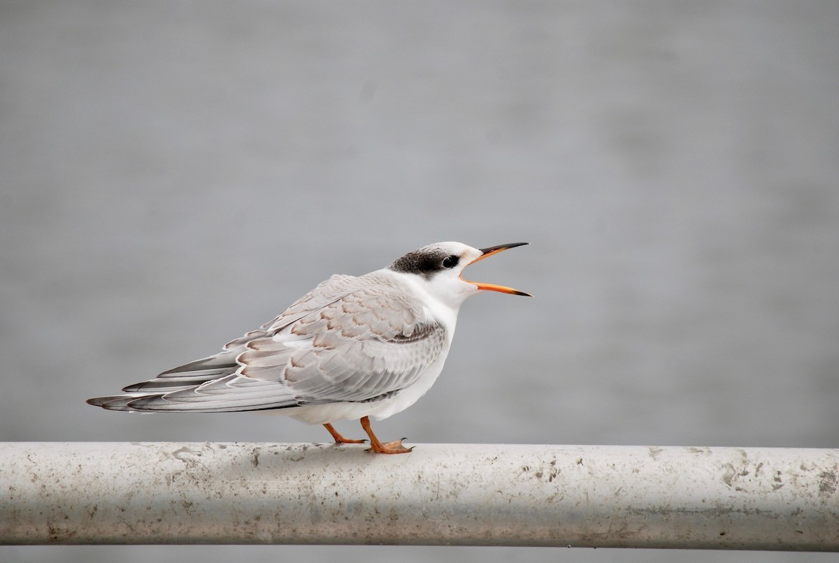 Common Tern - Sarah rackowski