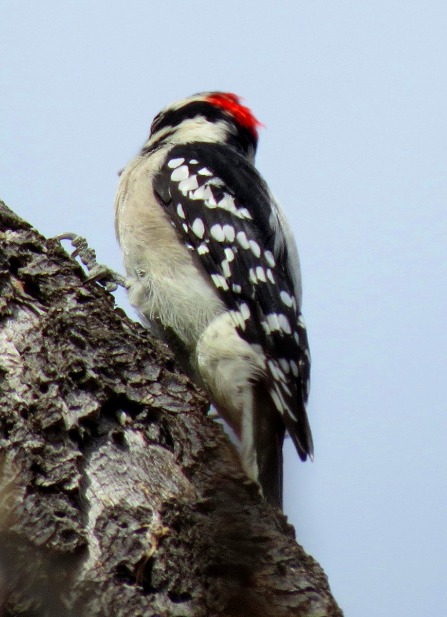Downy Woodpecker - ML113303131