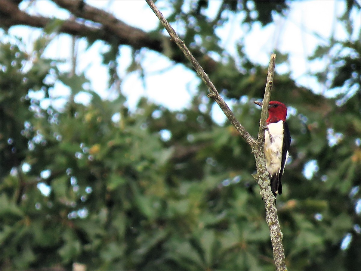 Red-headed Woodpecker - Sandi Brunette-Hill