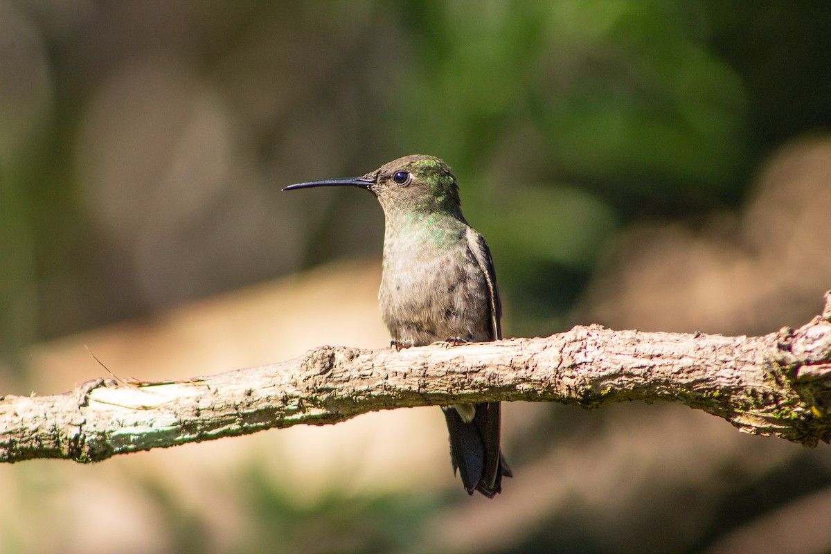 Sombre Hummingbird - ML113310281