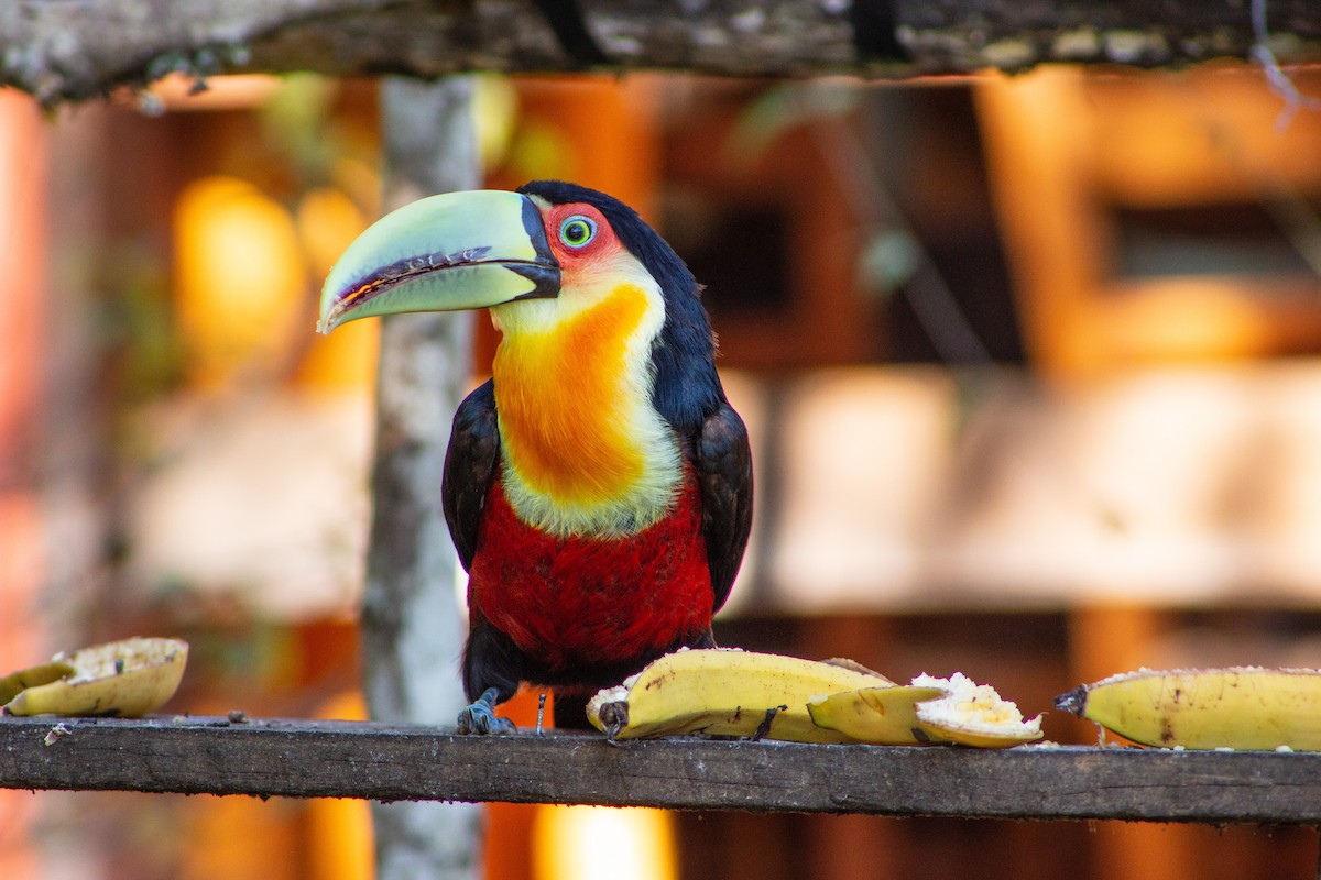 Red-breasted Toucan - ML113310421