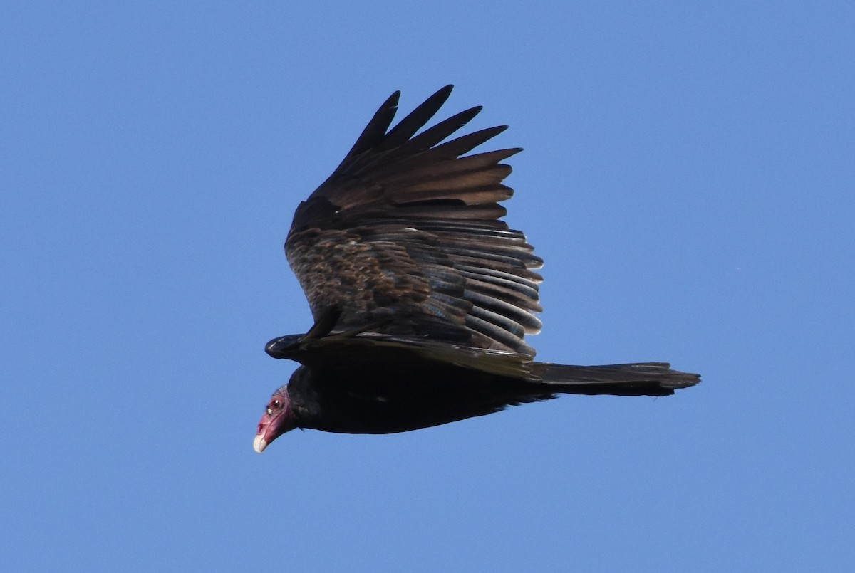 Turkey Vulture - ML113312121