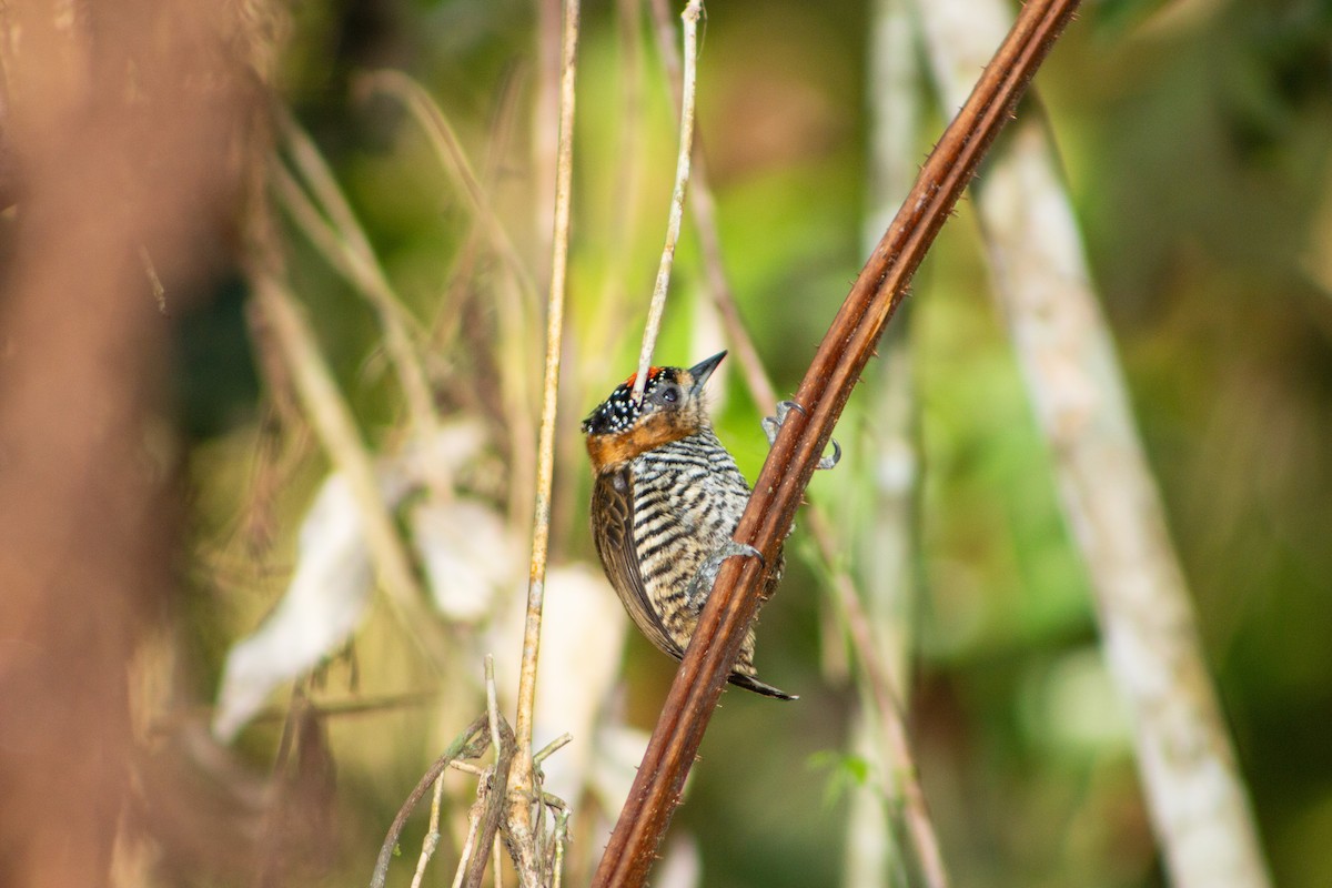 Ochre-collared Piculet - ML113313241