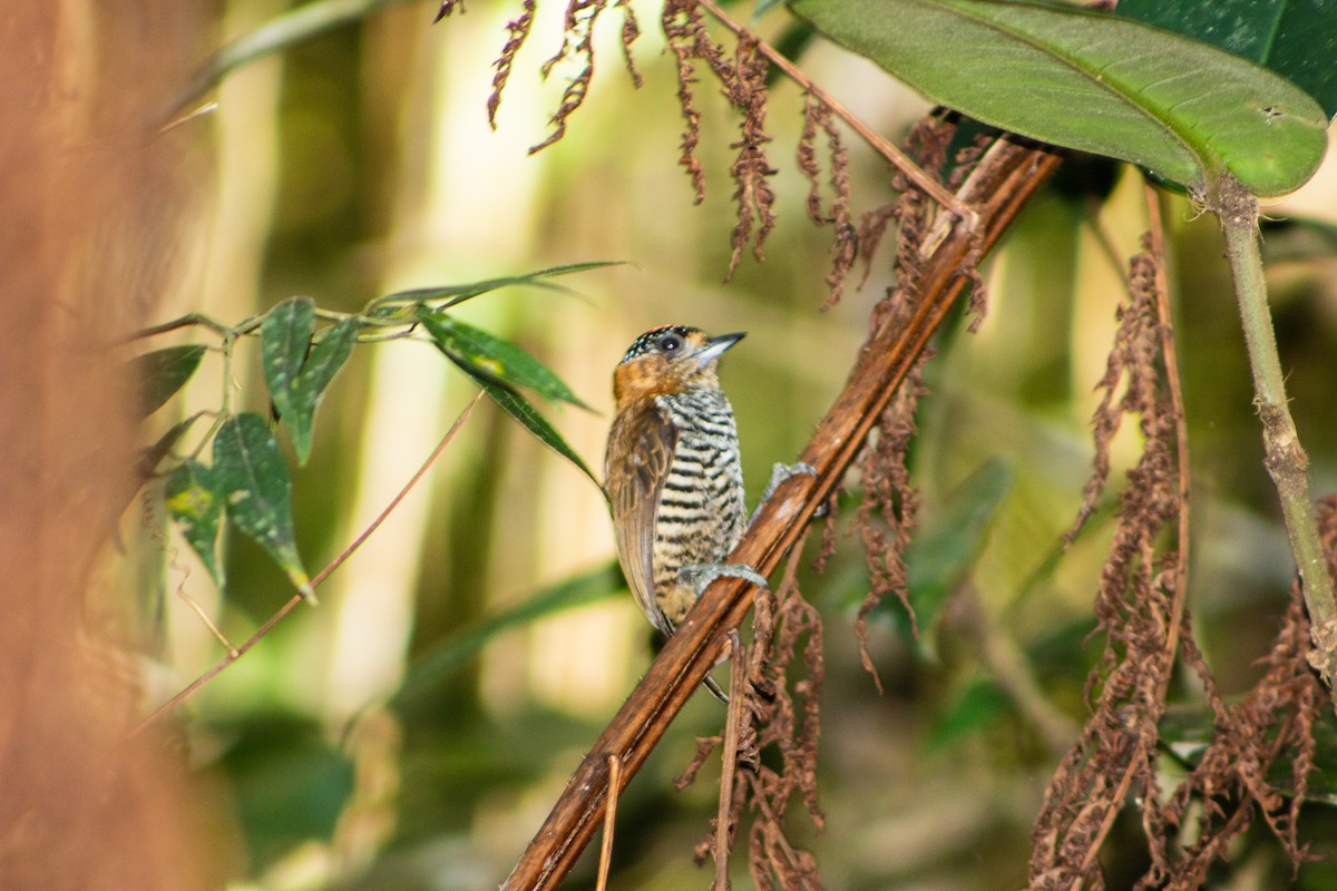 Ochre-collared Piculet - ML113313261