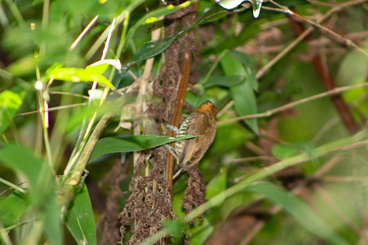 Ochre-collared Piculet - ML113313271
