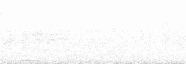 Weißbinden-Ameisenvogel - ML113314