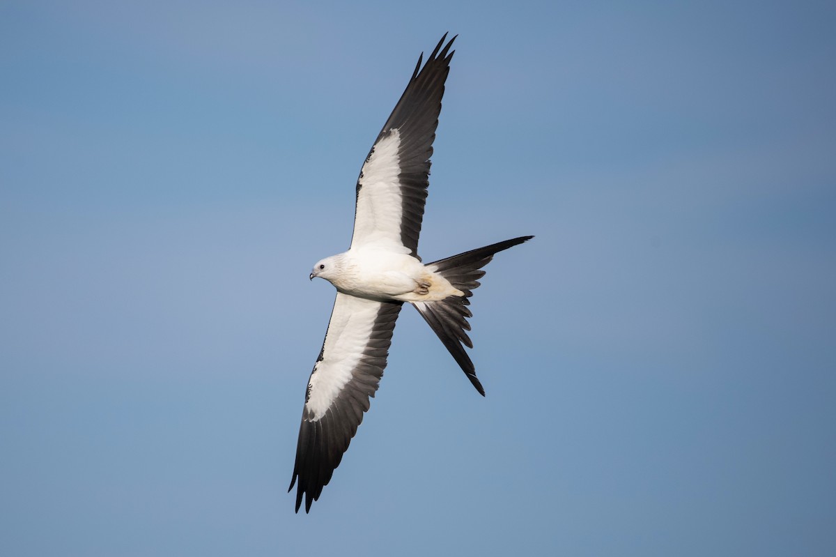 Swallow-tailed Kite - Adam Wilson