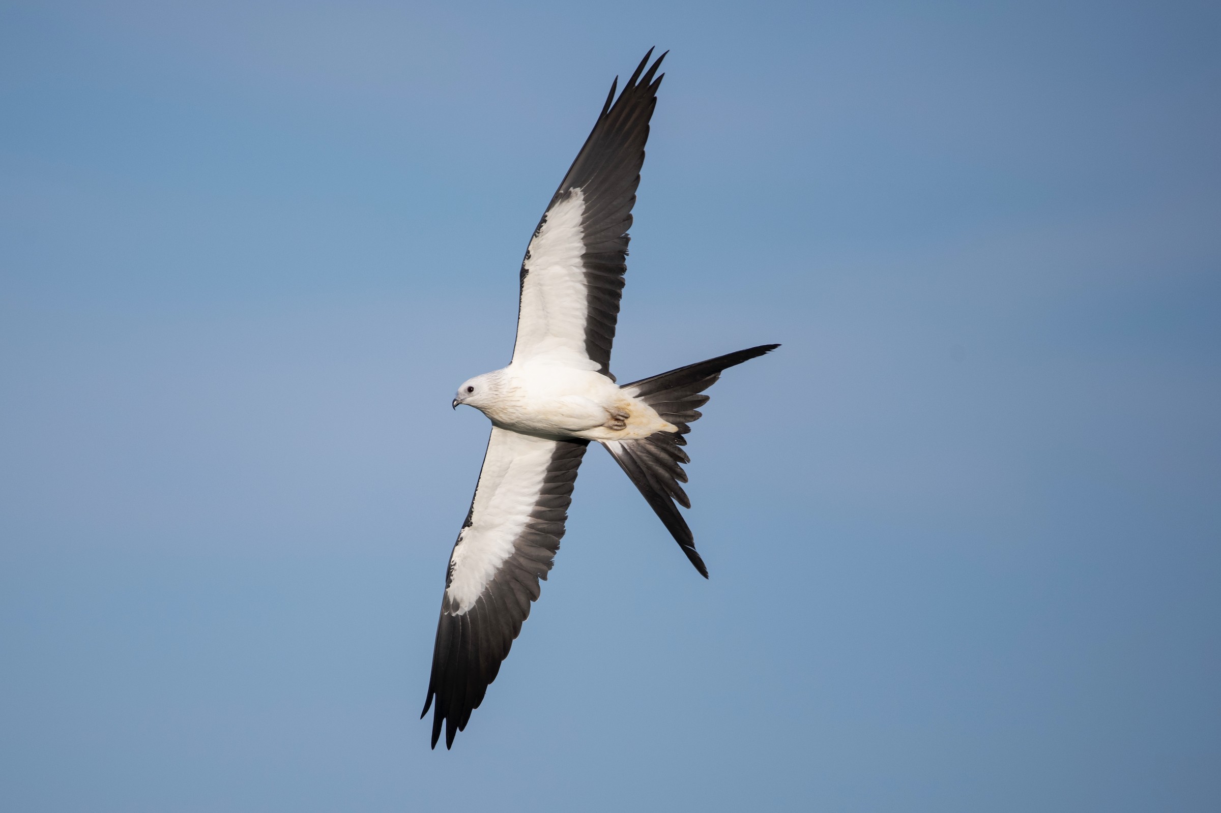 Swallow tail. Swallow tailed Kite Коршун. Elanoides forficatus.