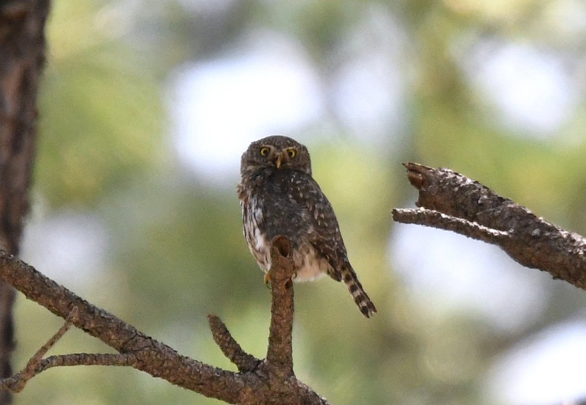 Northern Pygmy-Owl - ML113320131