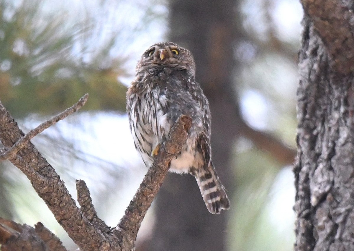 Northern Pygmy-Owl - ML113320141