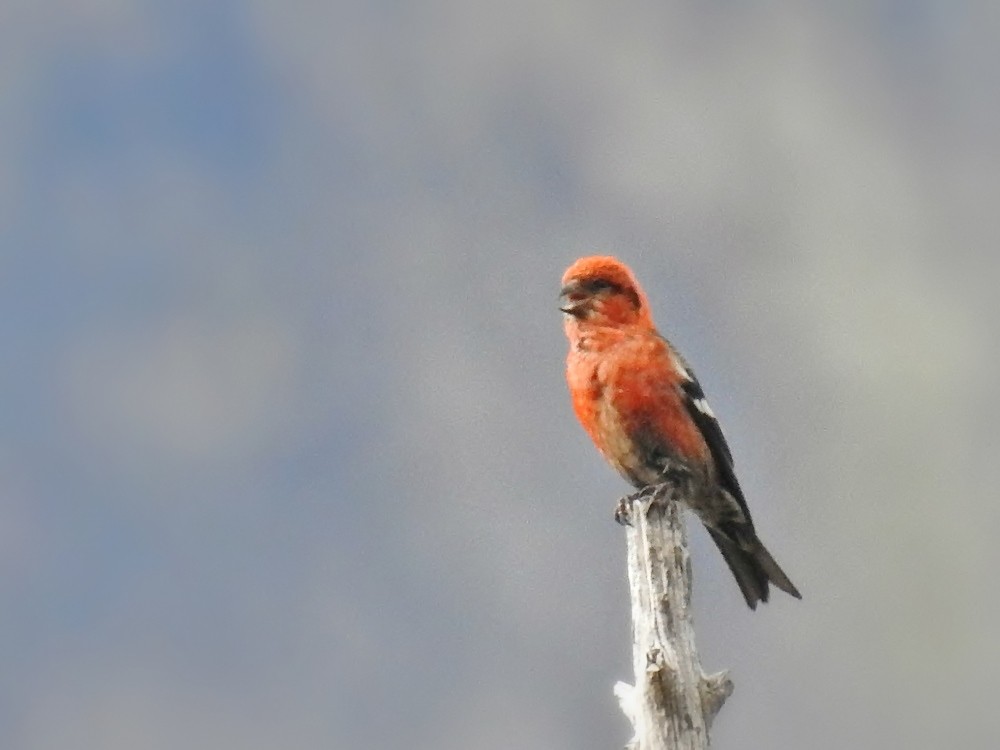 White-winged Crossbill - Chao Jimmy Wu