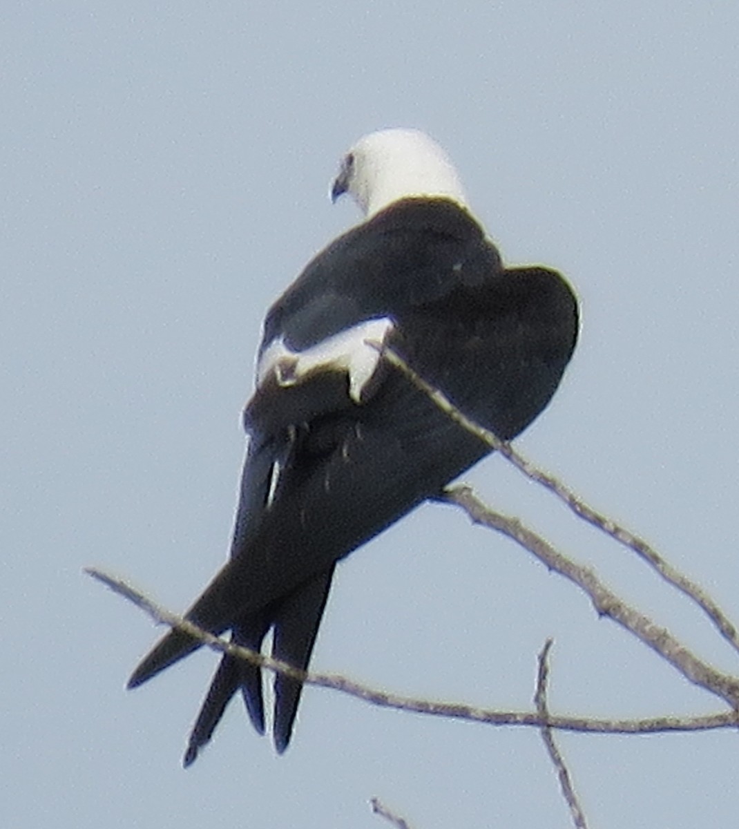 Swallow-tailed Kite - ML113323351