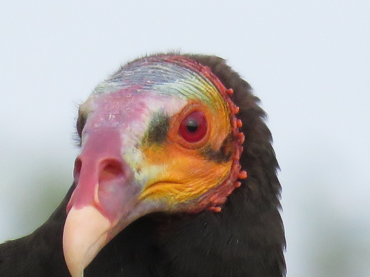 Lesser Yellow-headed Vulture - ML113323491
