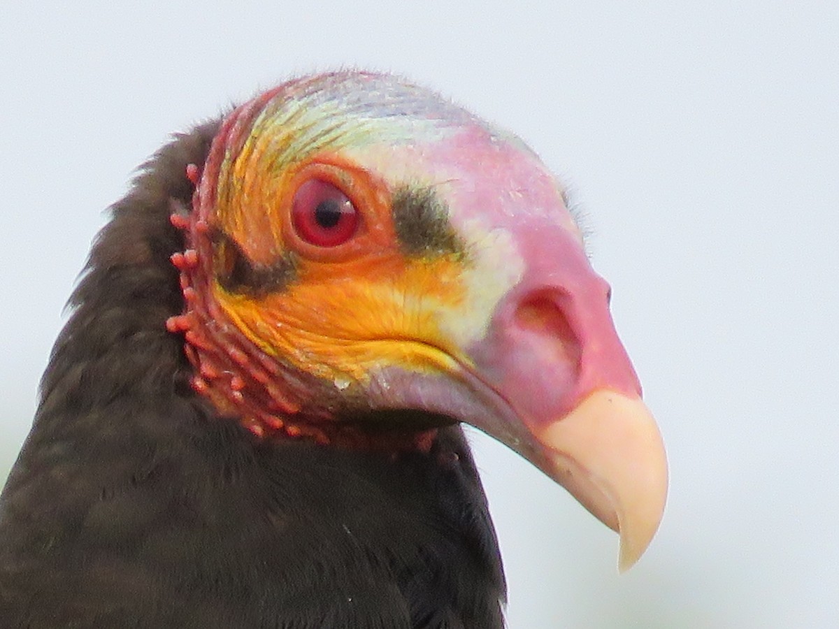 Lesser Yellow-headed Vulture - ML113323511