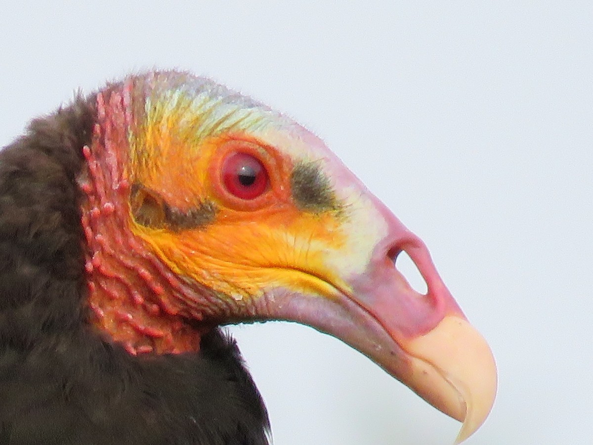 Lesser Yellow-headed Vulture - ML113323541