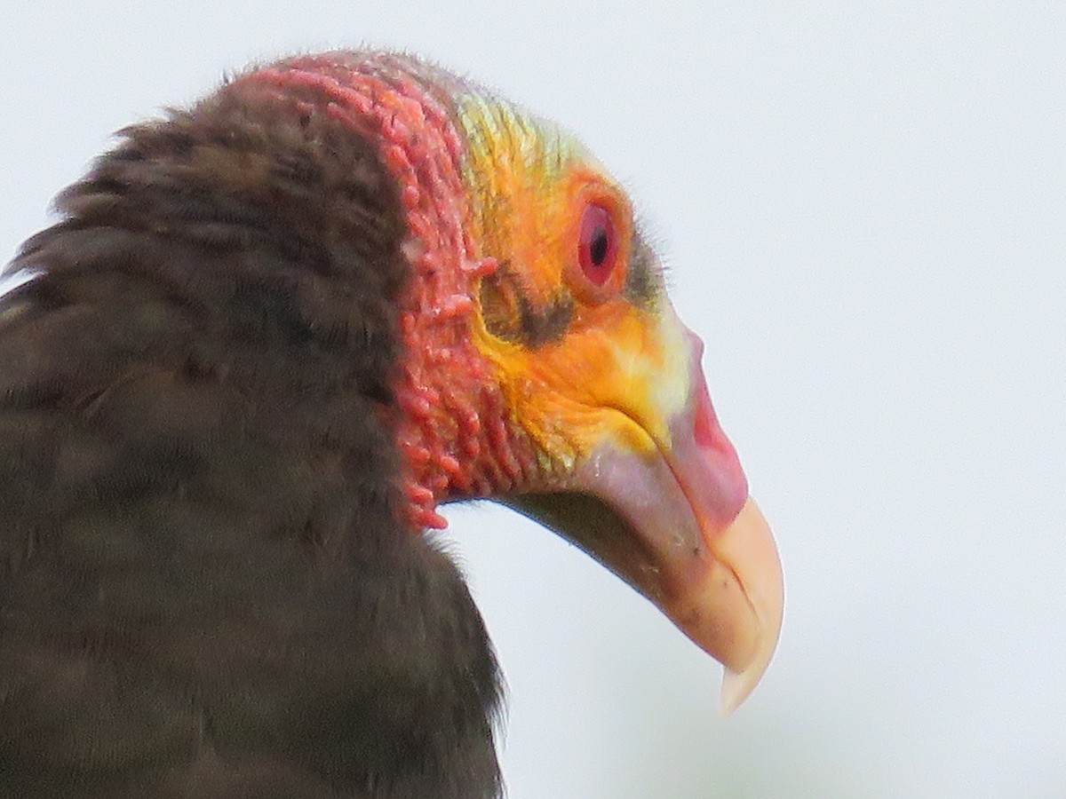 Lesser Yellow-headed Vulture - ML113323551