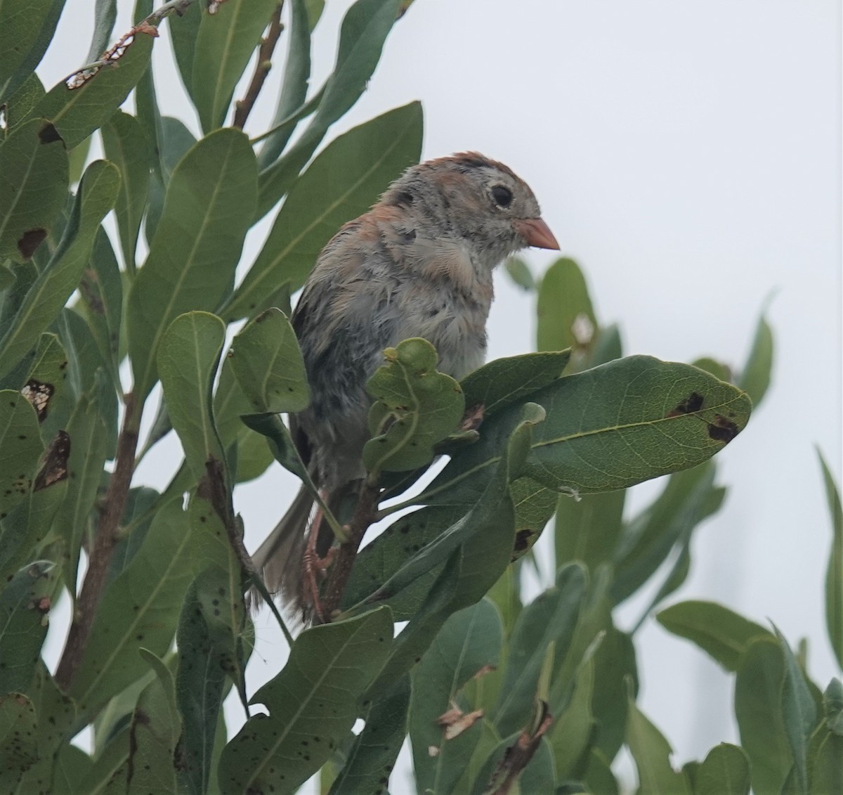 Field Sparrow - Cynthia Ehlinger