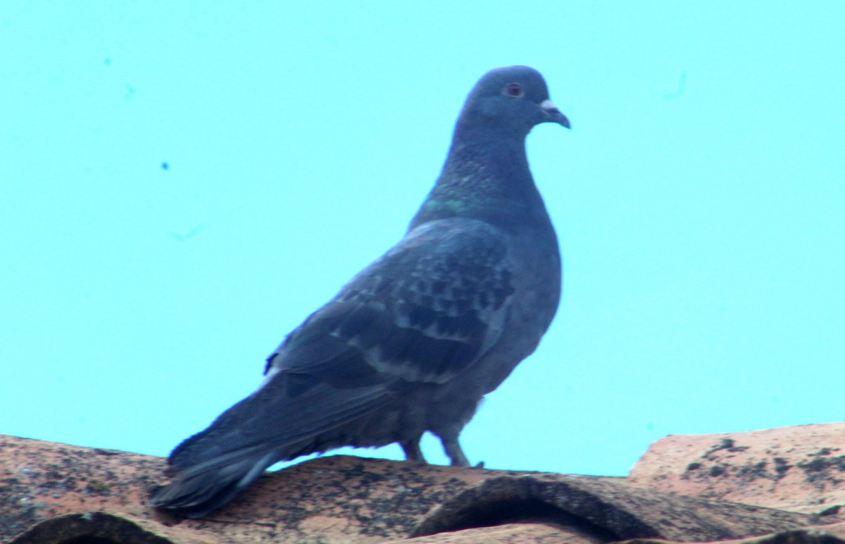 Rock Pigeon (Feral Pigeon) - RUBEN DELZO PONCE