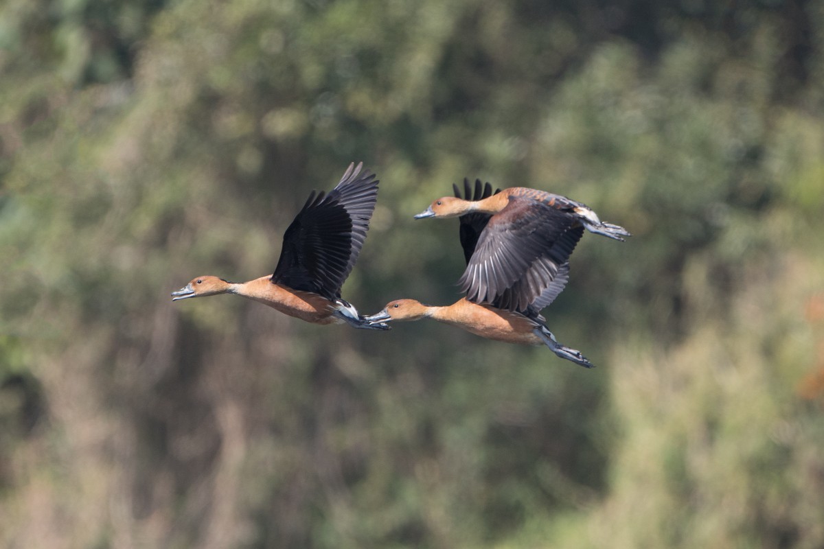 Fulvous Whistling-Duck - ML113327991