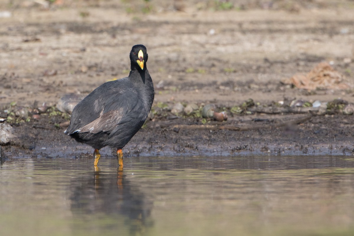 Red-gartered Coot - ML113328621