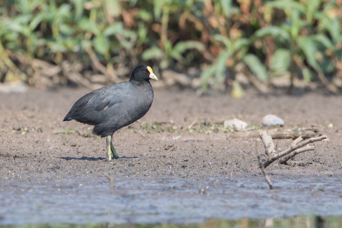 White-winged Coot - ML113328671