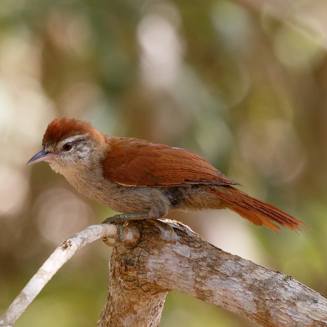 Rusty-backed Spinetail - ML113330201