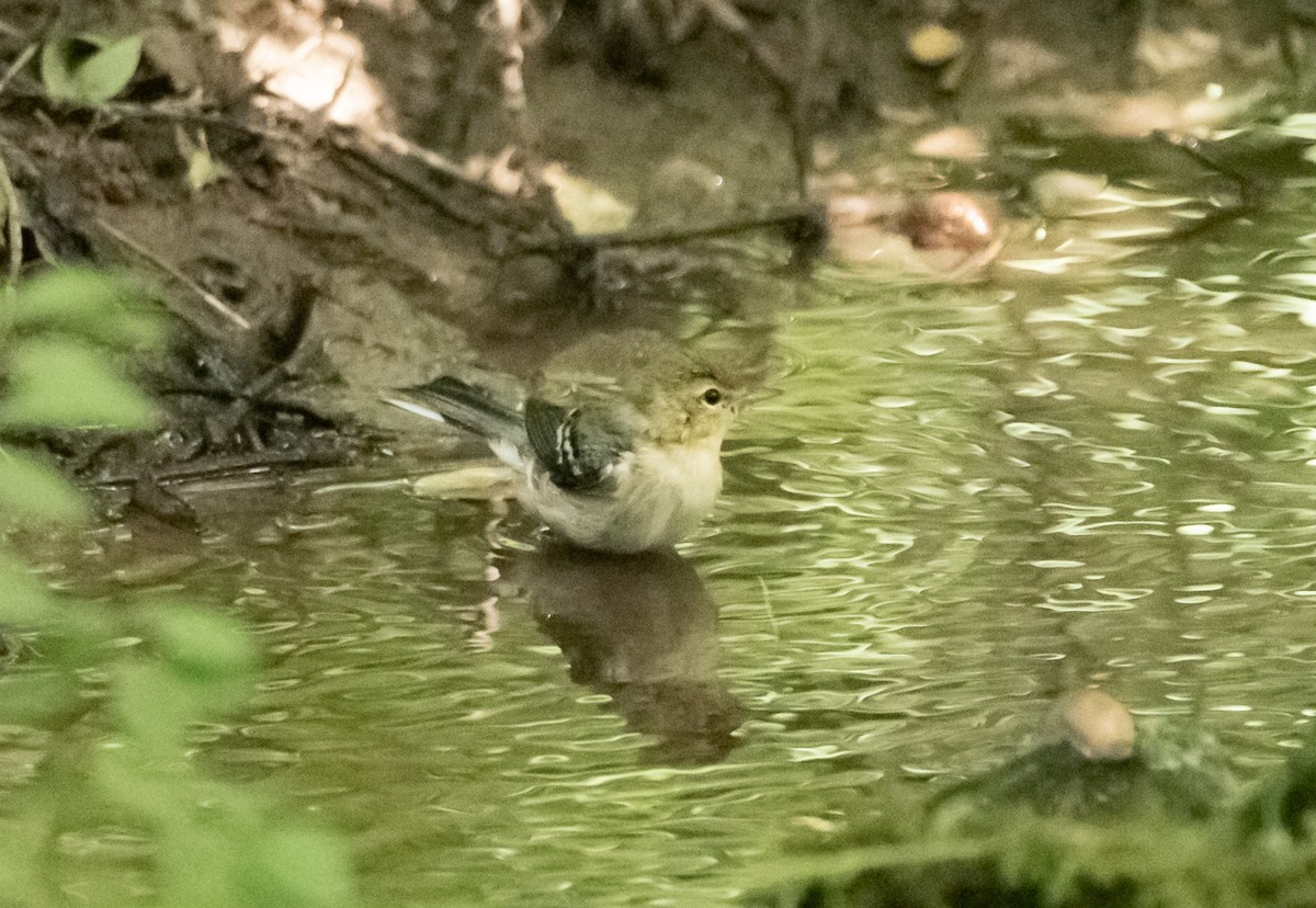 Bay-breasted Warbler - ML113330681