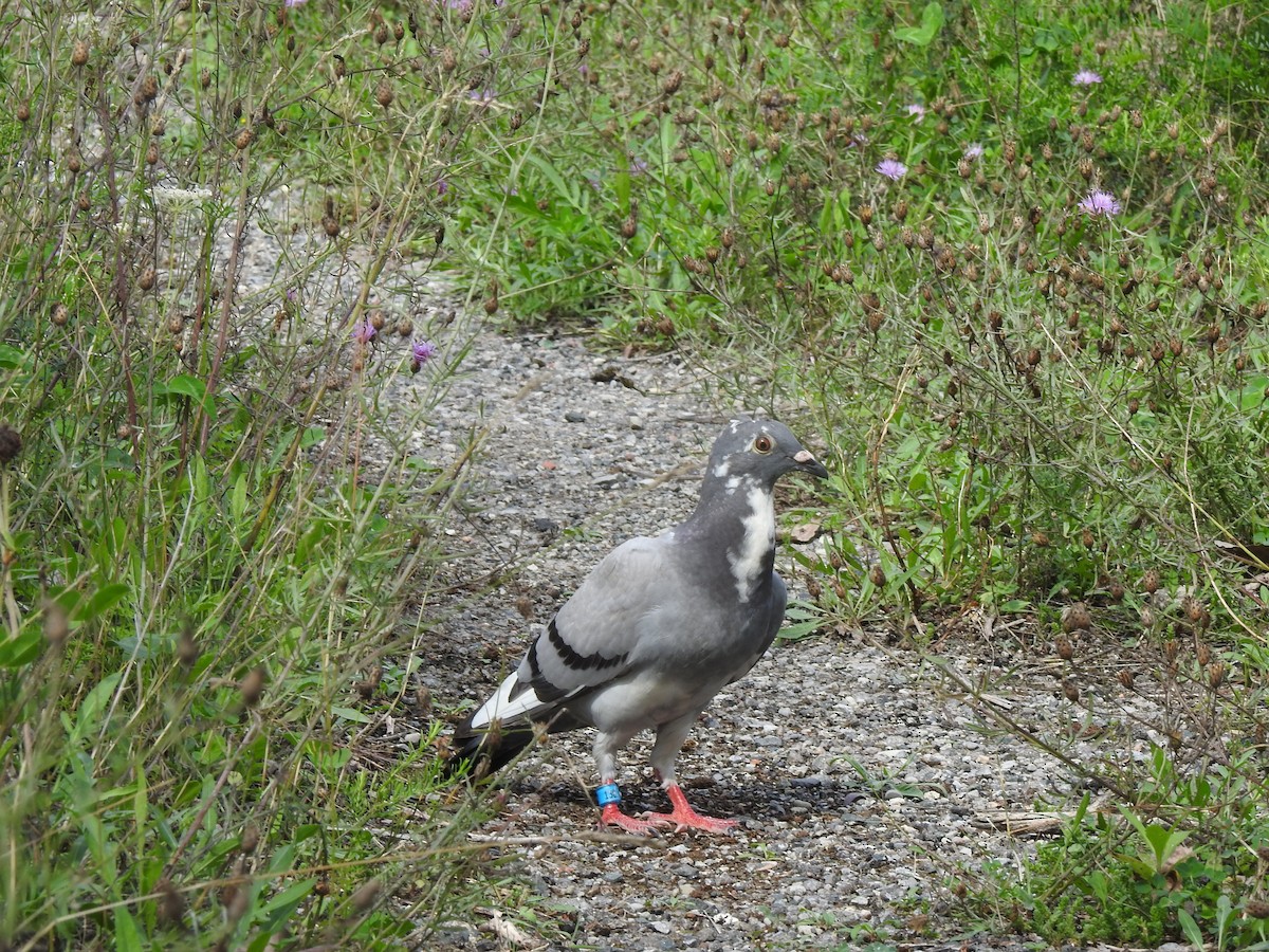 Rock Pigeon (Feral Pigeon) - ML113333911