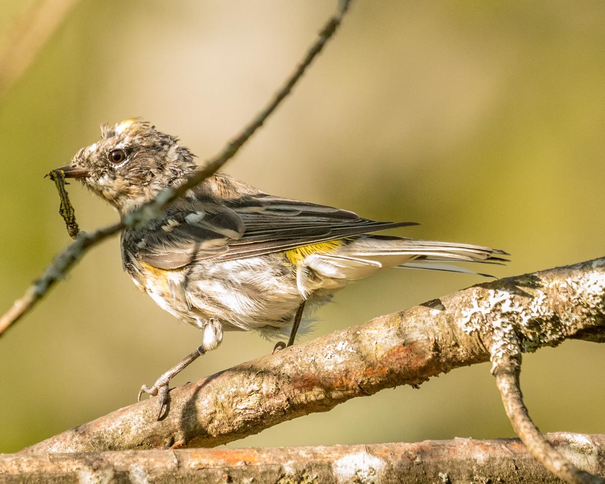 Yellow-rumped Warbler (Myrtle) - ML113336871