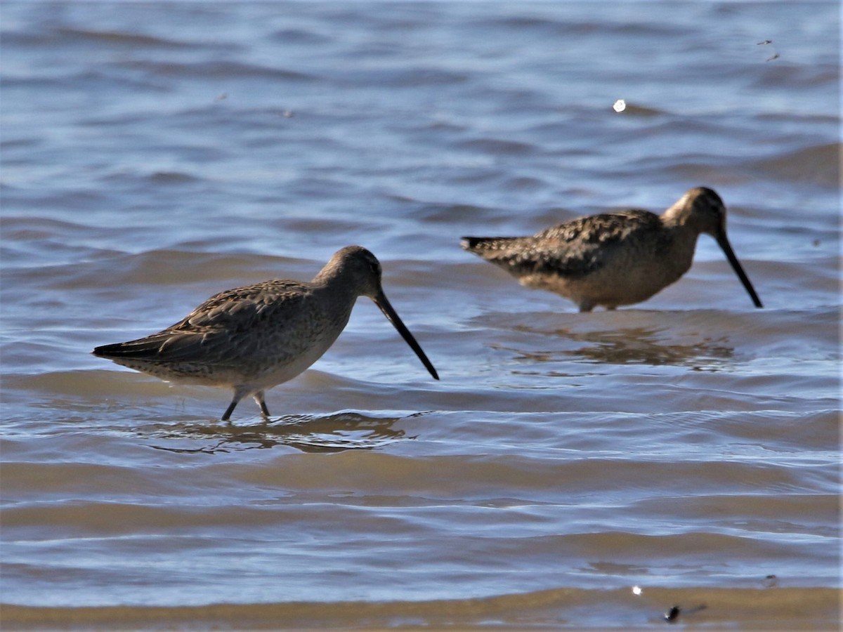 Long-billed Dowitcher - ML113340881