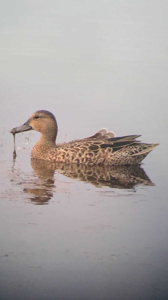 Blue-winged Teal - Shep Thorp