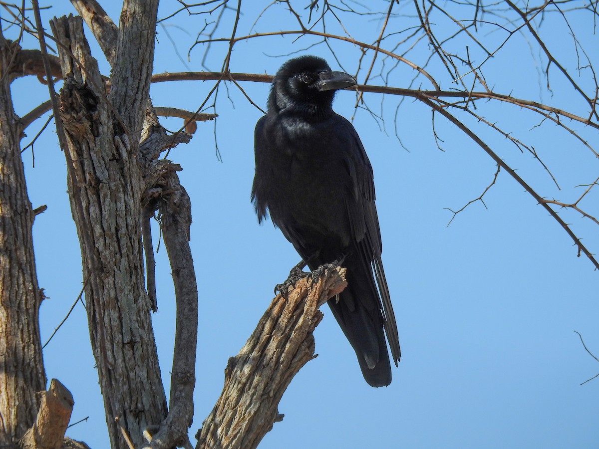 Large-billed Crow - Pam Rasmussen