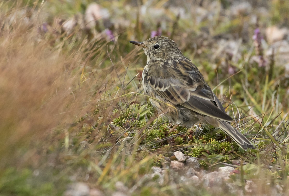 Meadow Pipit - ML113345121