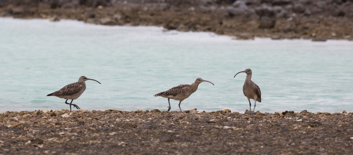 Bristle-thighed Curlew - ML113346011