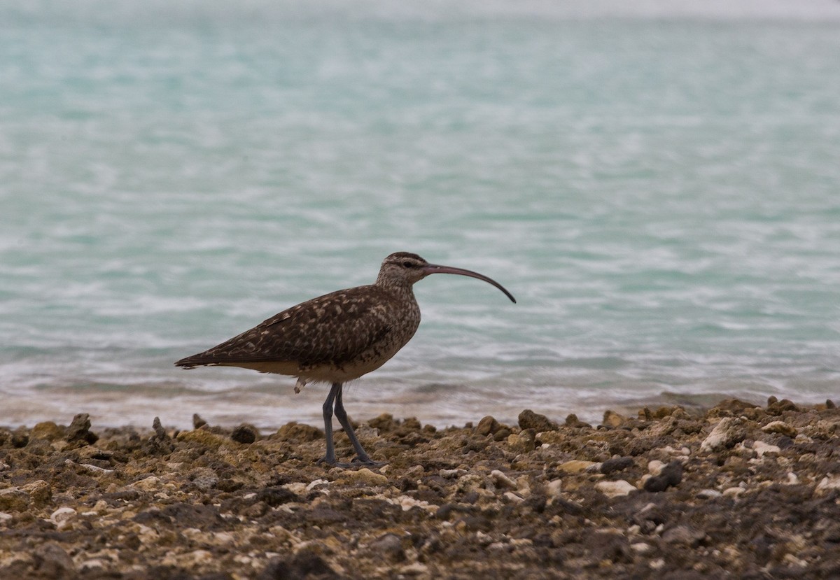 Bristle-thighed Curlew - ML113346051