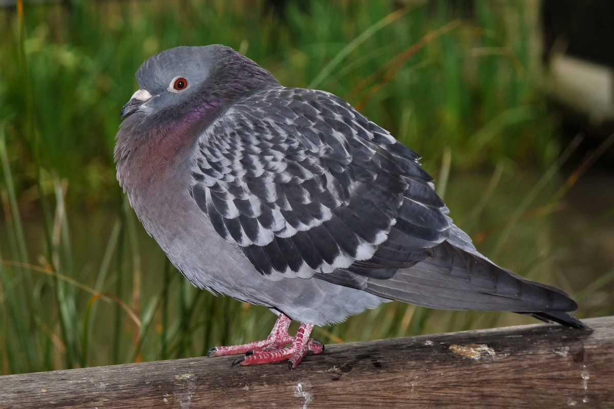 Rock Pigeon (Feral Pigeon) - ML113347011