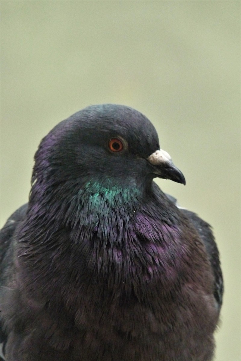 Rock Pigeon (Feral Pigeon) - ML113347381