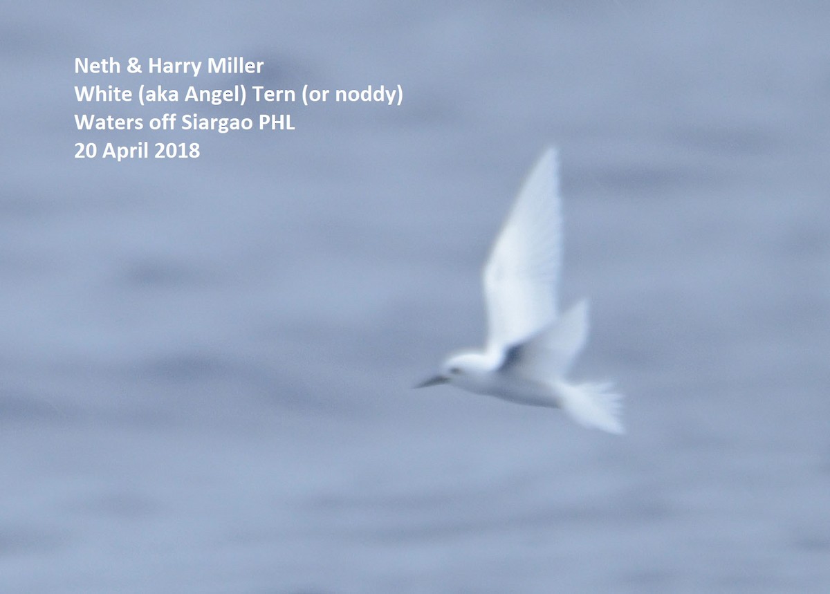 White Tern - Harry Miller