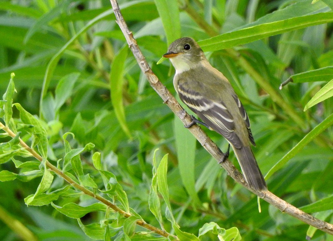 Willow Flycatcher - Ad Konings
