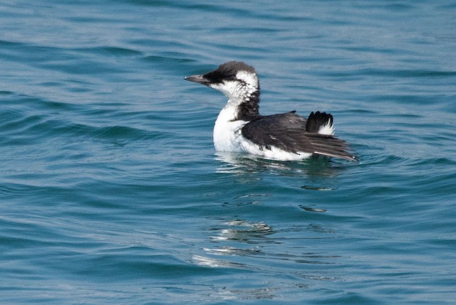 Common Murre