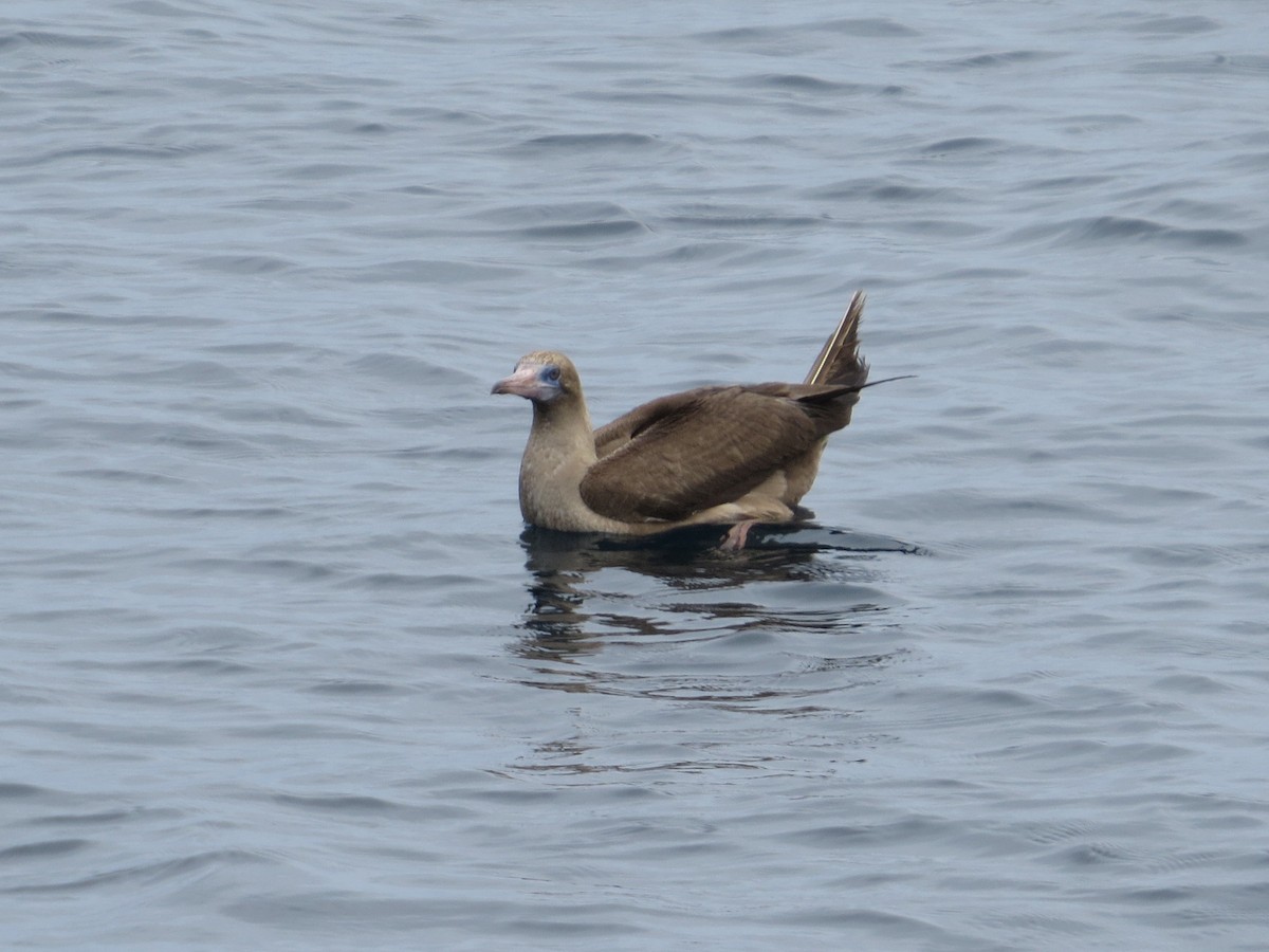 Red-footed Booby - Sierra Downes