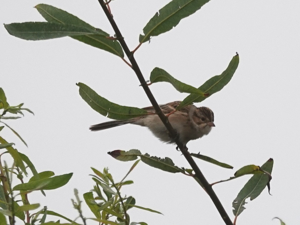 Clay-colored Sparrow - Norman Uyeda