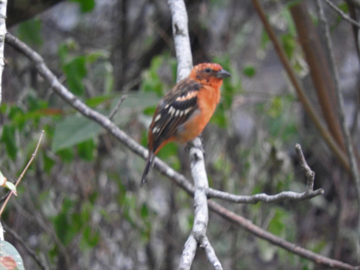 Flame-colored Tanager - Janet  Guardiola