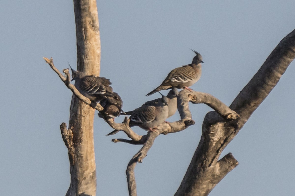 Crested Pigeon - Bob Durant