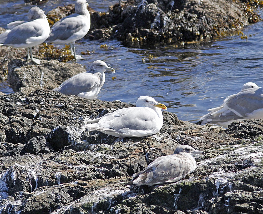 Larus sp. - Marie O'Shaughnessy