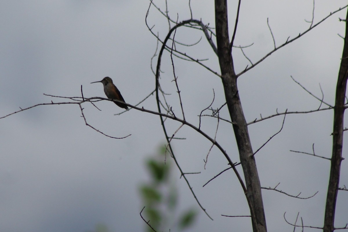 Broad-tailed Hummingbird - ML113359711